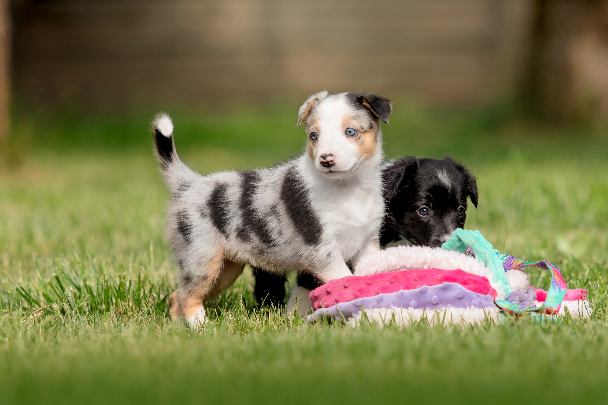 Border collie puppy dog playing with toy on green grass at the backyard